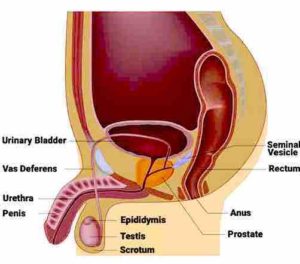 Prostate Cancer Anatomy